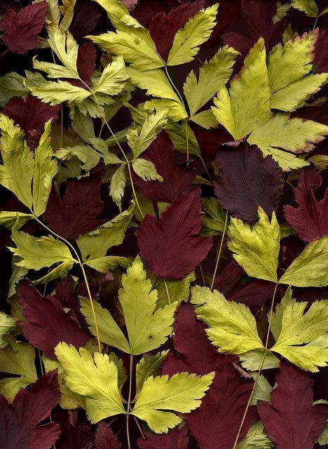 Lime-yellow and burgundy leaves layered over each other.