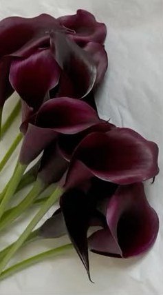 Deep plum calla lilies with green stems on white linen.